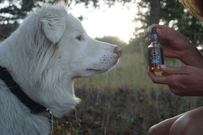 Your Guide to Hemp Extract for Pets 