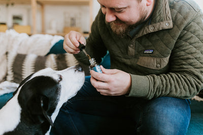 How Does CBD For Pets Work?