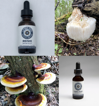 The Benefits of Mushroom Tinctures: Get to know Lion's Mane and Reishi
